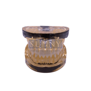 Tooth Study Model – Clear