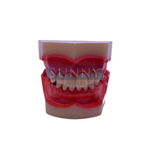 Tooth Study Model